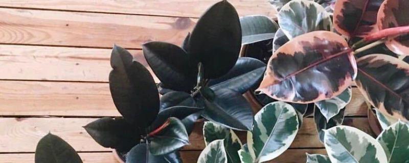橡皮树怎么浇水