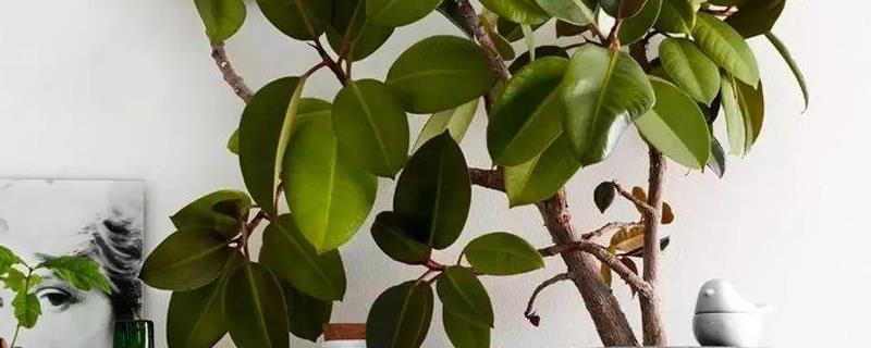 橡皮树能放卧室吗