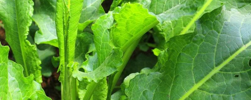 野菠菜是什么植物