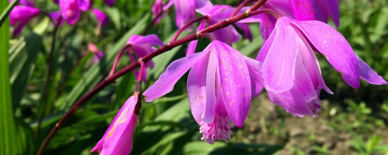 白芨种植基地在哪里