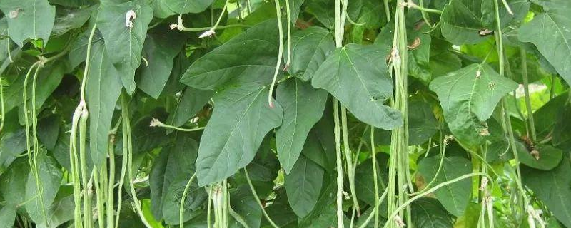 豇豆高产种植技术