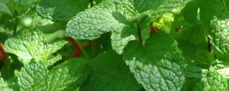 留兰香种子价格及种植方法