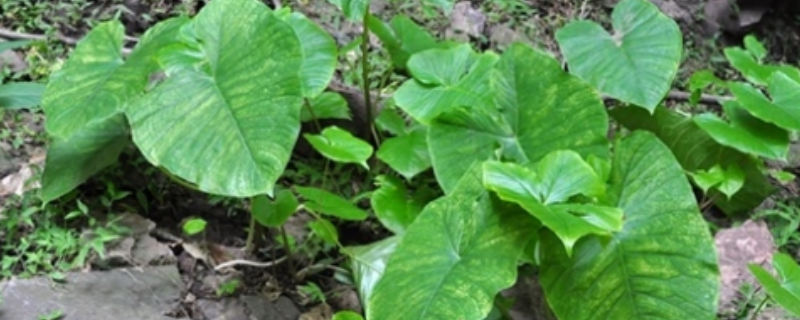独角莲种子价格及种植方法
