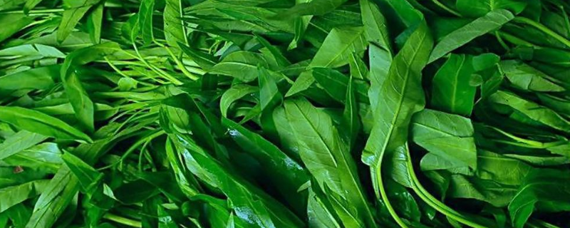 空心菜的高效栽培管理技术