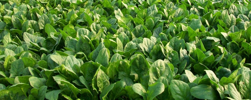 菠菜常见病虫害防治方法