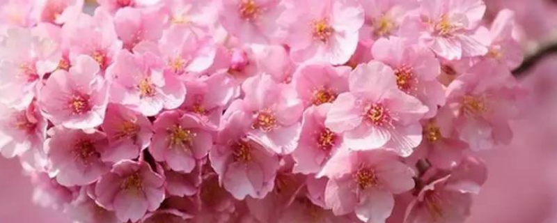 樱花树掉叶子怎么办