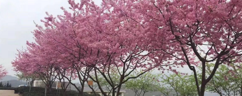 樱花树有什么作用