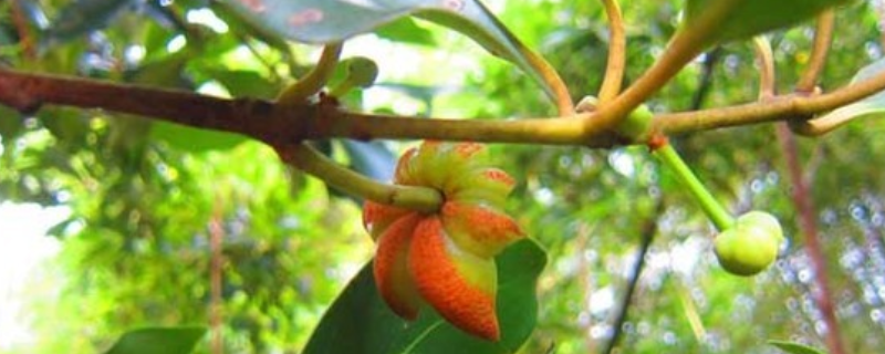 八角树的种植条件