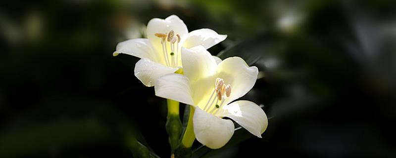 适合室内养的植物有哪些