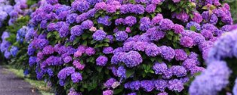 八仙花种植管理技术