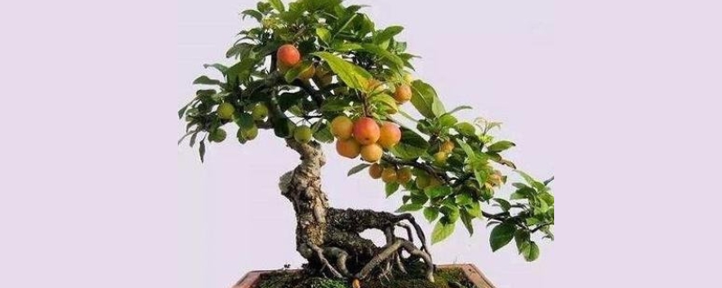冬红果盆景叶片发黄怎么办