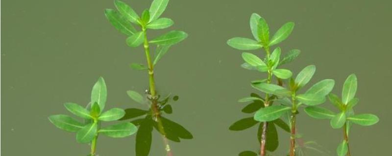 空心莲子草的防治方法