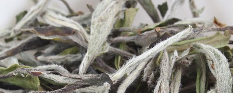 白茶是什么茶
