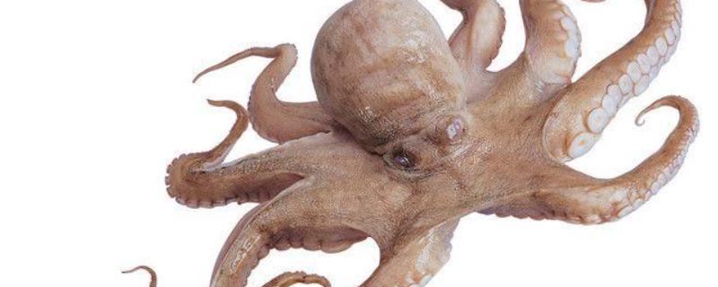 乌贼有几条腿