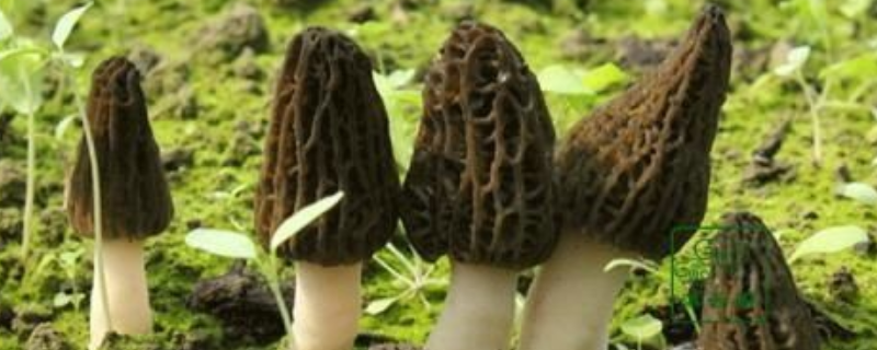 野生羊肚菌多少钱一斤