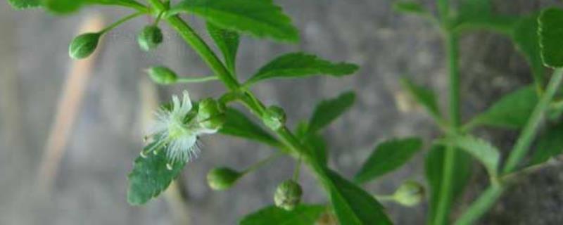 甘草的繁殖方法
