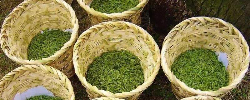 碧螺春属于什么茶
