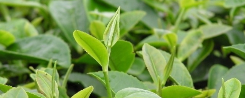 茶叶种植条件有哪些