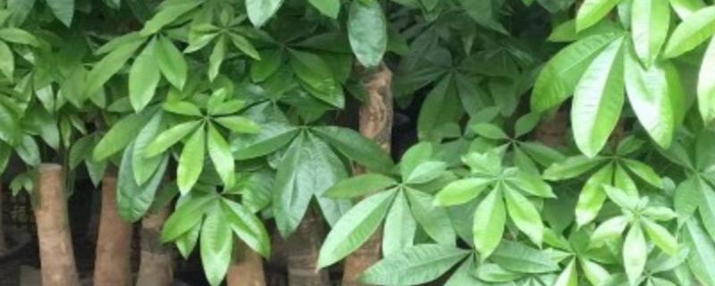 发财树的养殖方法和注意事项