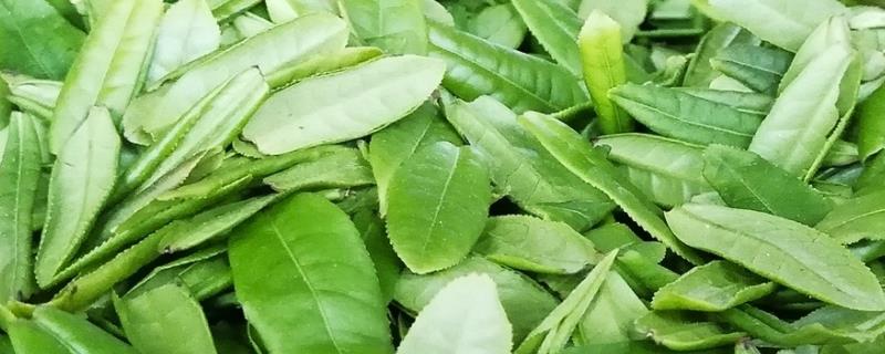 六安瓜片是绿茶吗
