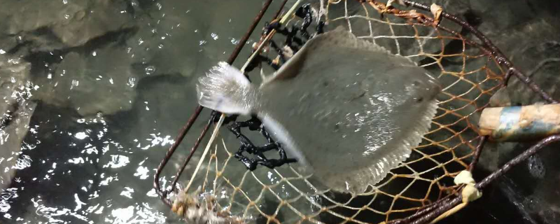 多宝鱼是海鱼还是淡水鱼
