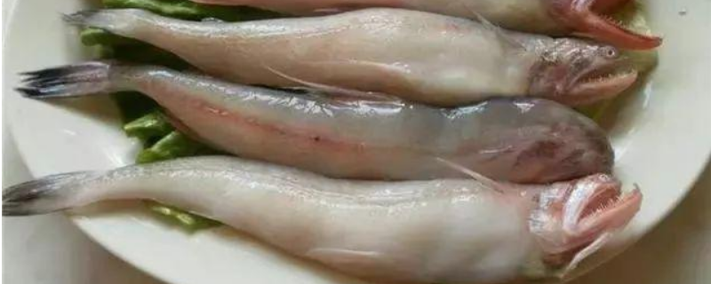 龙头鱼多少钱一斤