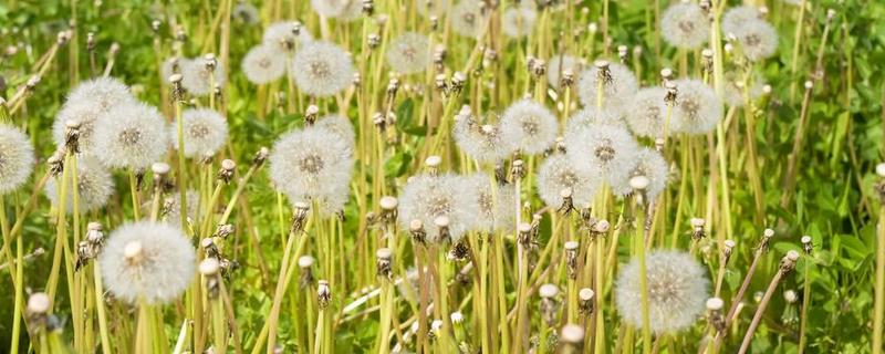 蒲公英种子多少钱一斤