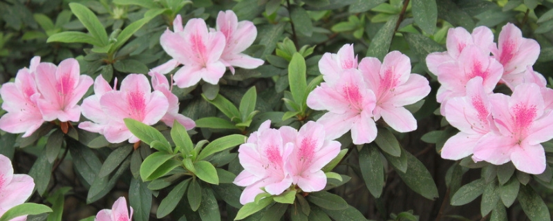 杜鹃花苗多少钱一棵