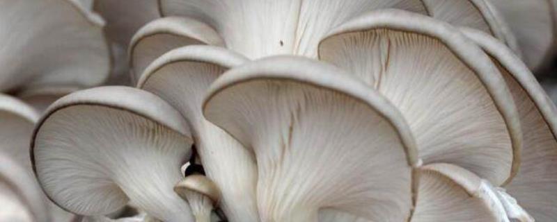 野生蘑菇怎么鉴别