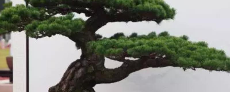 五针松盆景制作和养护