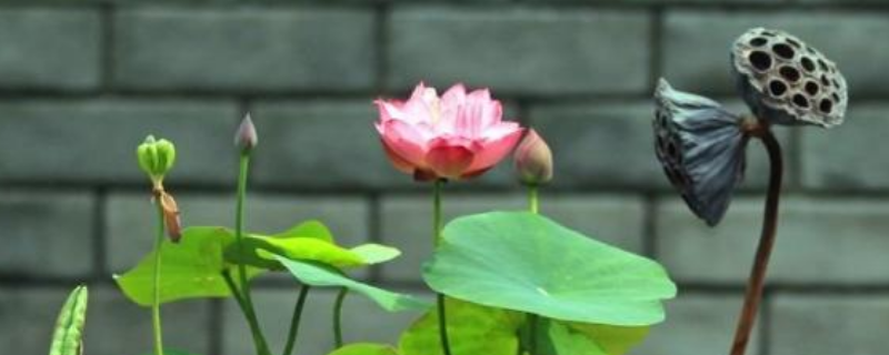 碗莲怎么入泥定植