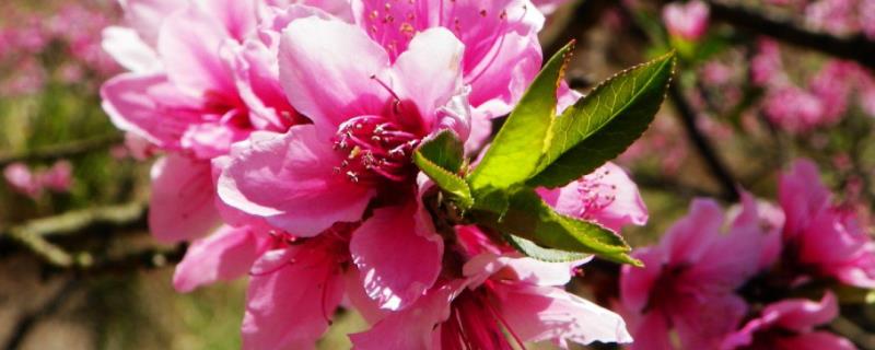 桃花夏季如何修剪