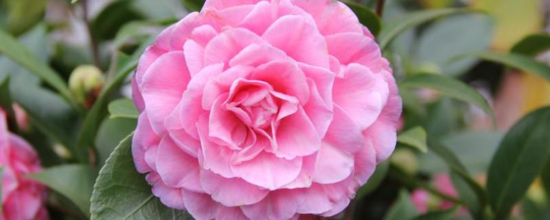 茶花花期管理