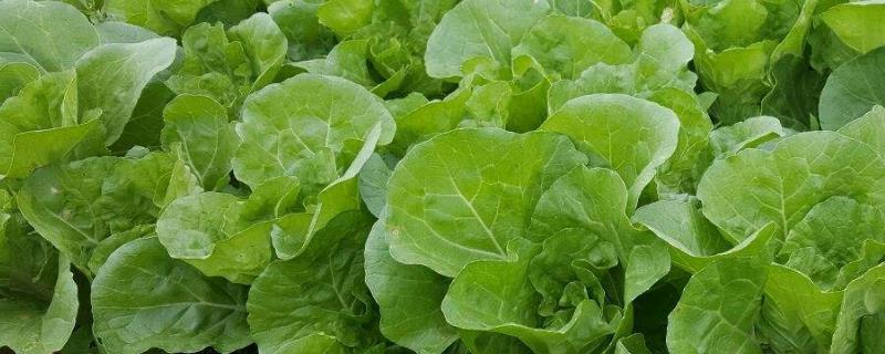 大白菜叶腐病防治方法