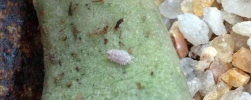 根粉蚧预防措施