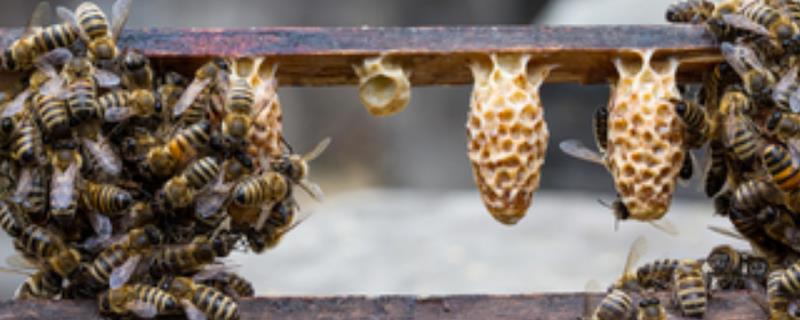 北方蜜蜂春繁技术有哪些