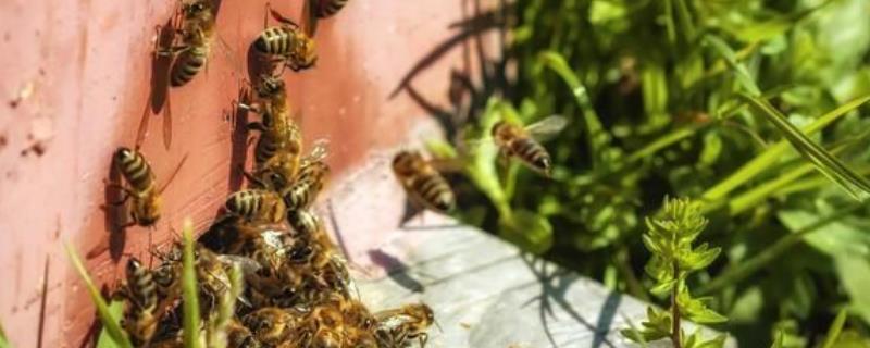 美洲幼虫腐臭病特点