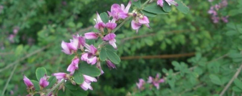 胡枝子蜜是什么