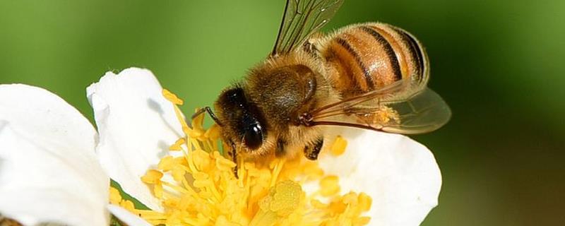蜜蜂特点