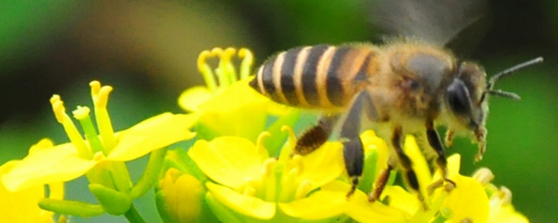 蜜蜂孢子虫病是什么