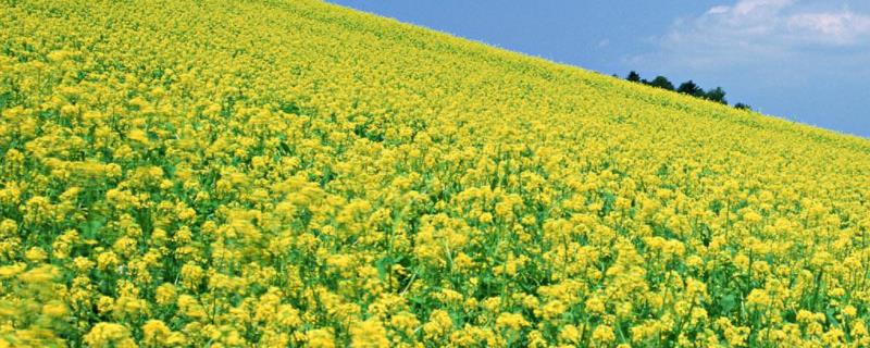 油菜花粉是什么
