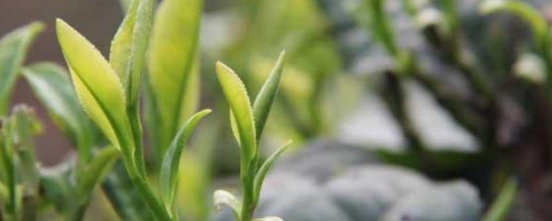 茶胴枯病防治方法