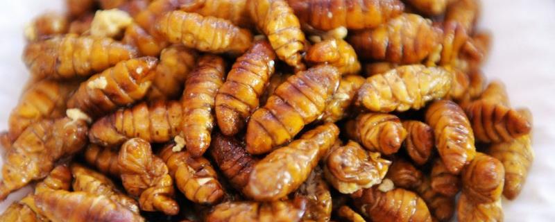 蜂蛹是什么