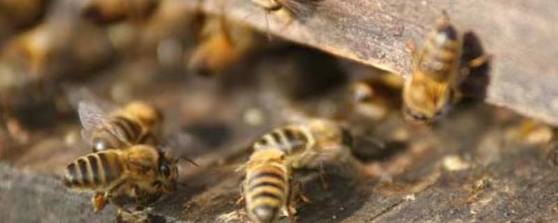 意蜂夏季养殖技术要点有哪些