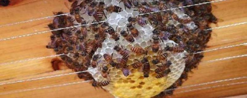 蜜蜂鸡蛋群还能养活吗