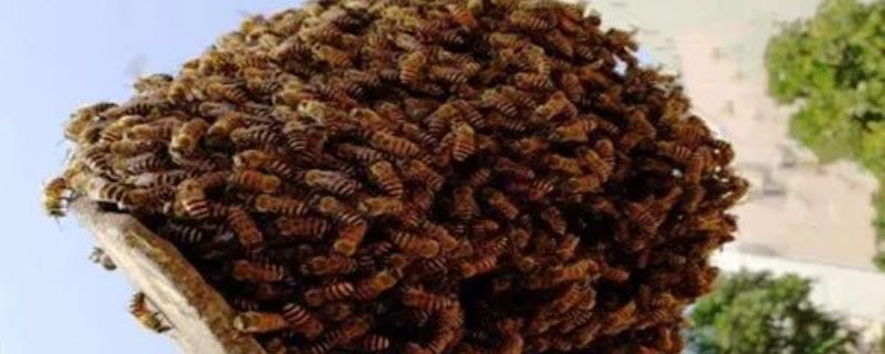 人工分蜂佳时间及注意事项