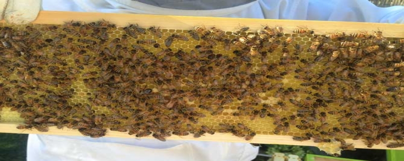 蜜蜂秋繁起止时间及繁蜂技巧