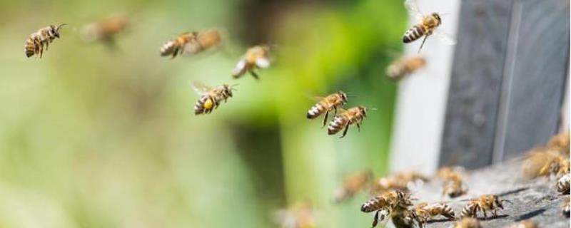 怎样合并蜂群安全