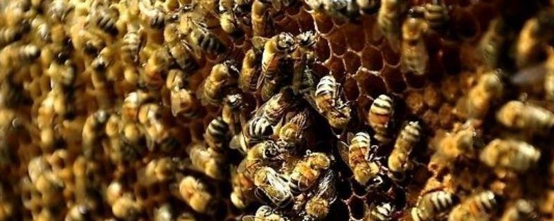 中蜂秋繁地区时间表及注意事项
