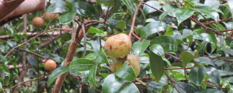 茶油生长条件